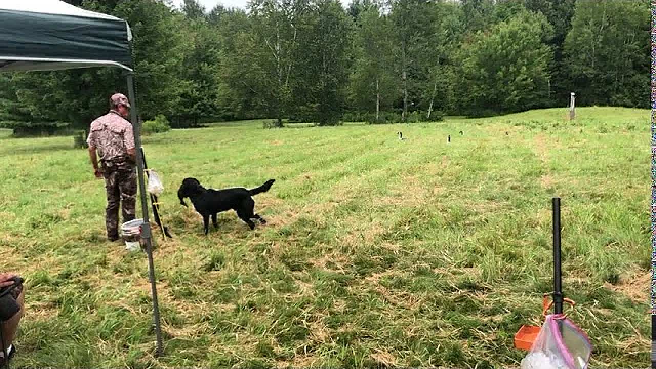 Trouble Running Seasoned Land At The Muddy Waters Hunting Retriever Club's Hunt Test