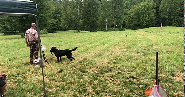 Trouble Running Seasoned Land At The Muddy Waters Hunting Retriever Club's Hunt Test