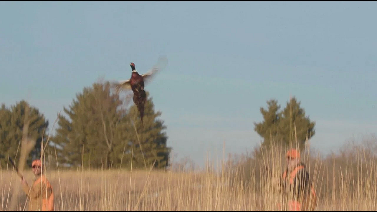Pheasant Hunting At Green Acres Sportsman's Club