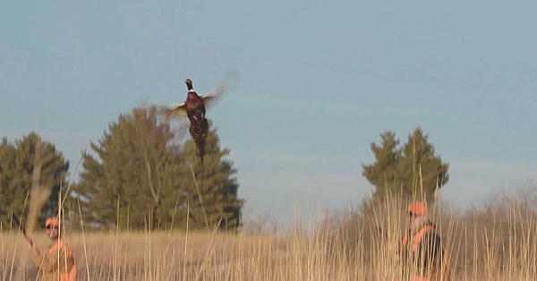 Pheasant Hunting At Green Acres Sportsman's Club