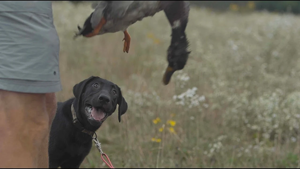 Gun Dog Success Puppy Evaluation