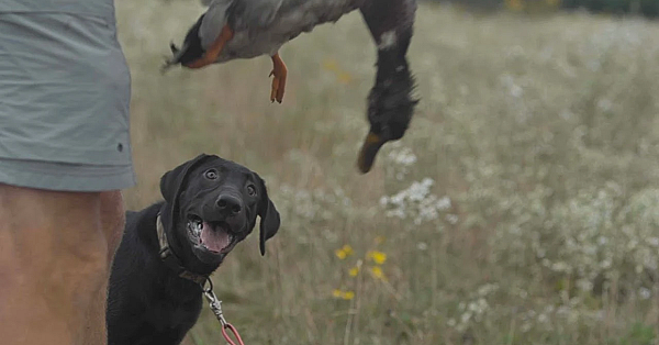 Gun Dog Success Puppy Evaluation