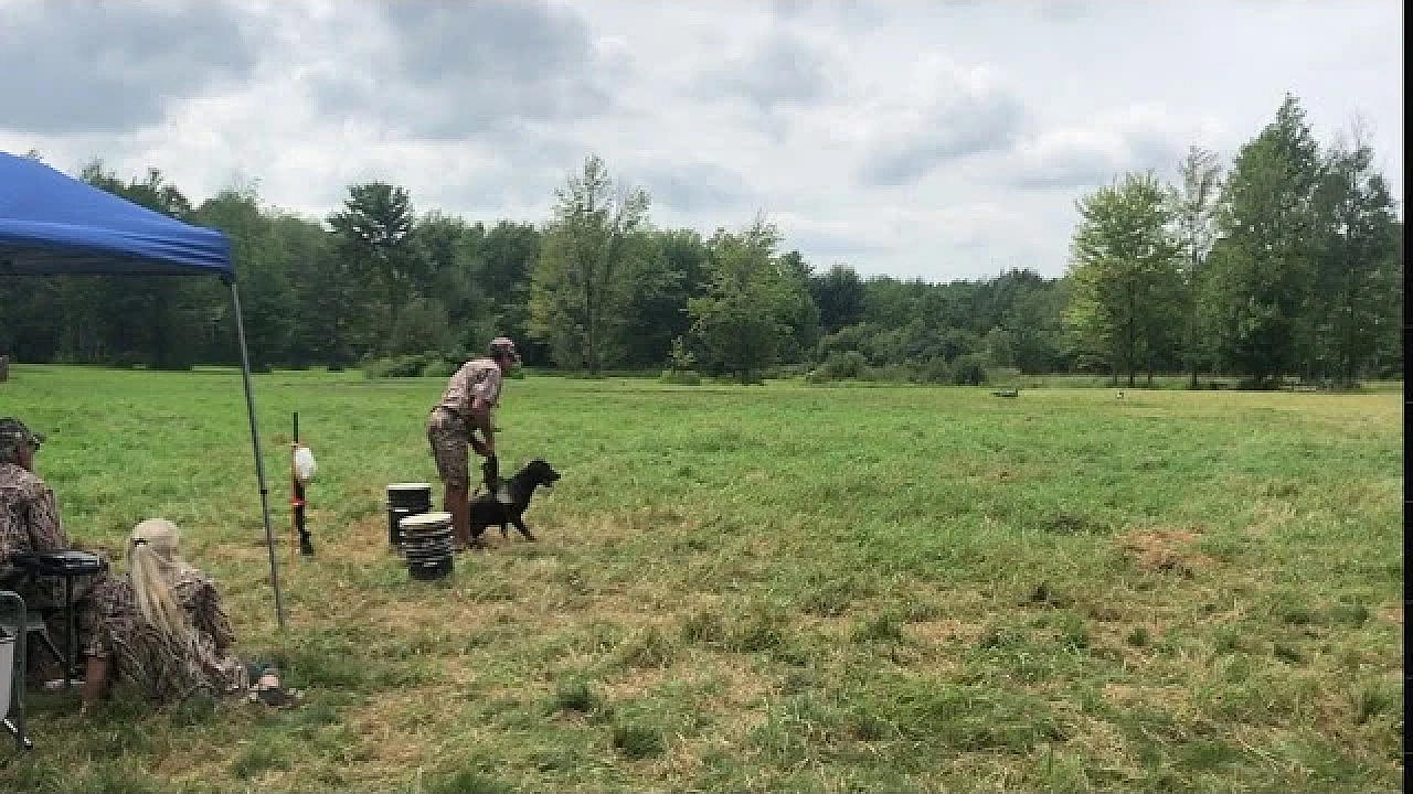 Hunter Running A Land Triple At Muddy Waters Hunting Retriever Club's Hunt Test
