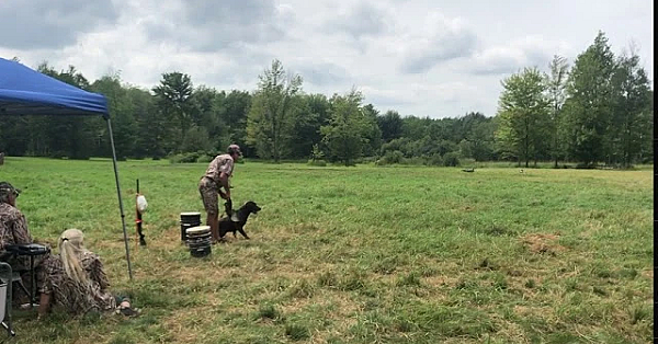 Hunter Running A Land Triple At Muddy Waters Hunting Retriever Club's Hunt Test