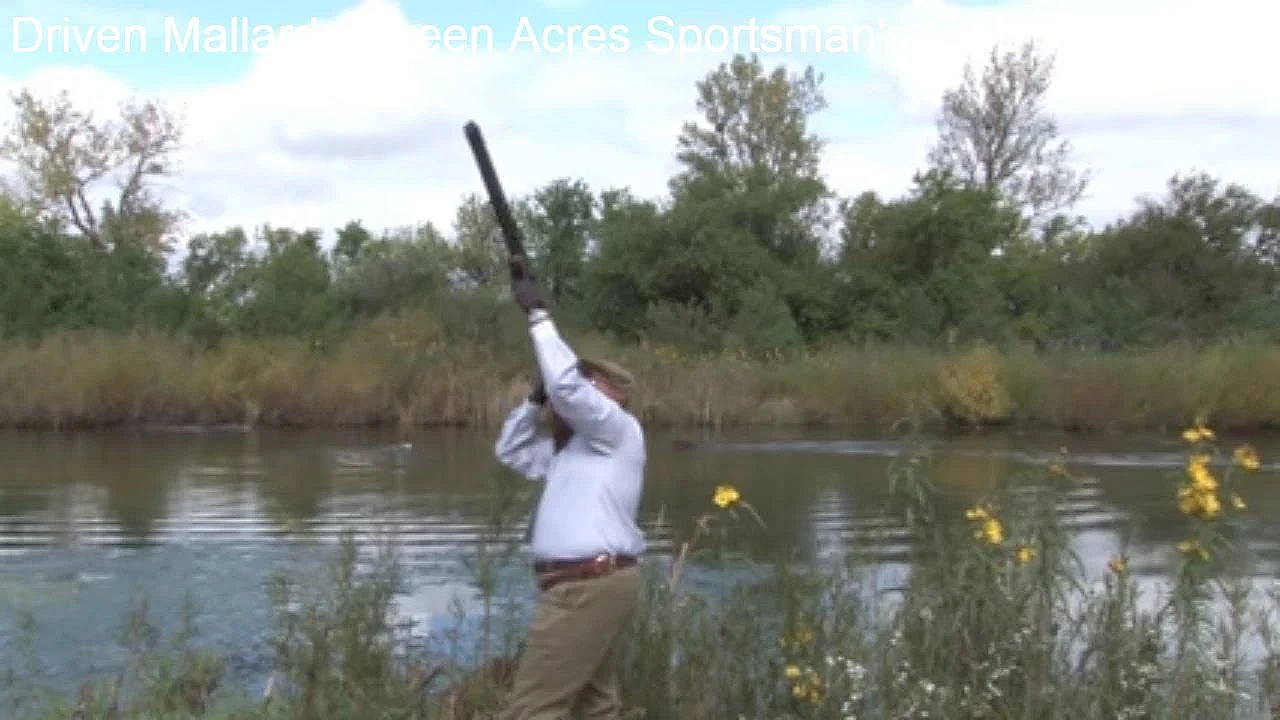 Premier Driven Mallard Shooting In Illinois