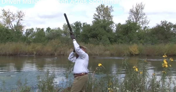Premier Driven Mallard Shooting In Illinois