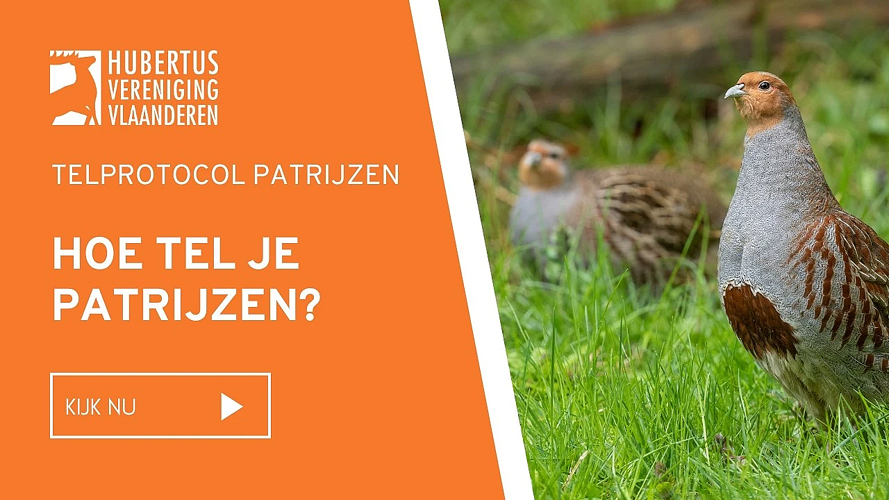 Telprotocol patrijs - hoe moet je patrijzen tellen?