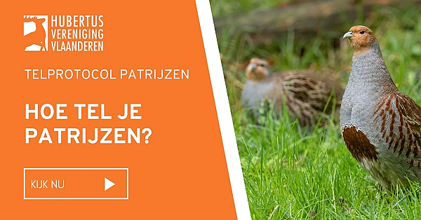 Telprotocol patrijs - hoe moet je patrijzen tellen?