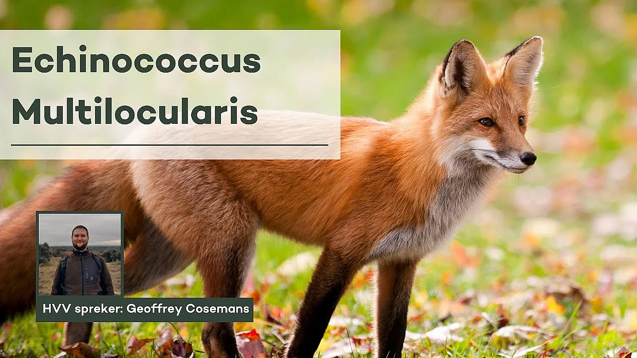 HVV-webinar wildziekten: Echinococcus