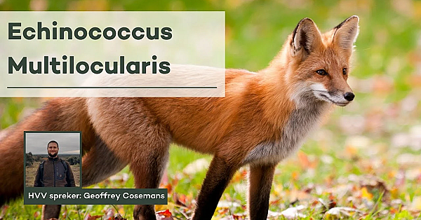 HVV-webinar wildziekten: Echinococcus