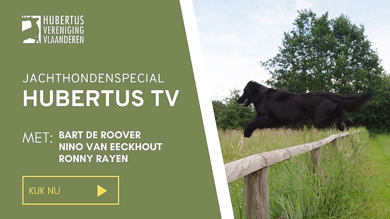 Hubertus Tv - Jachthondenspecial