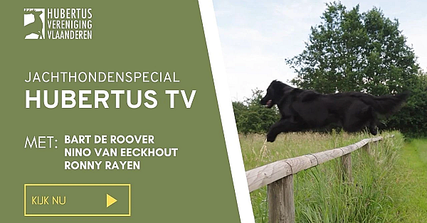 Hubertus Tv - Jachthondenspecial