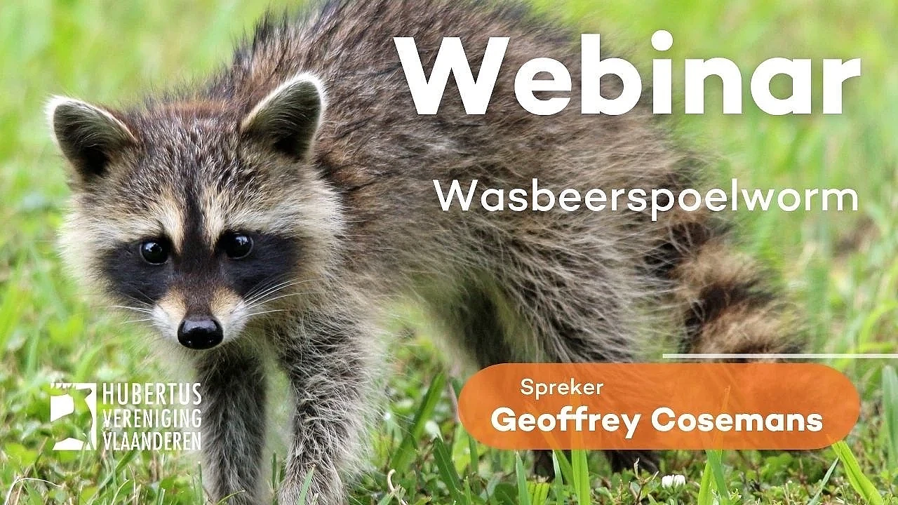 Webinar Wasbeerspoelworm