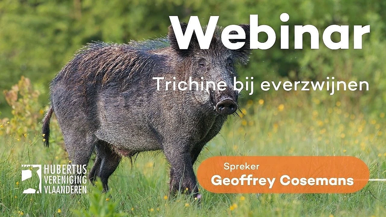 Webinar Trichine bij everzwijnen