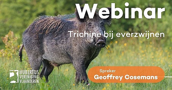 Webinar Trichine bij everzwijnen