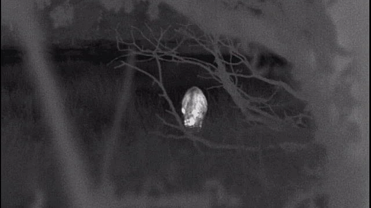 Wild Boar In The Night