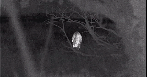 Wild Boar In The Night