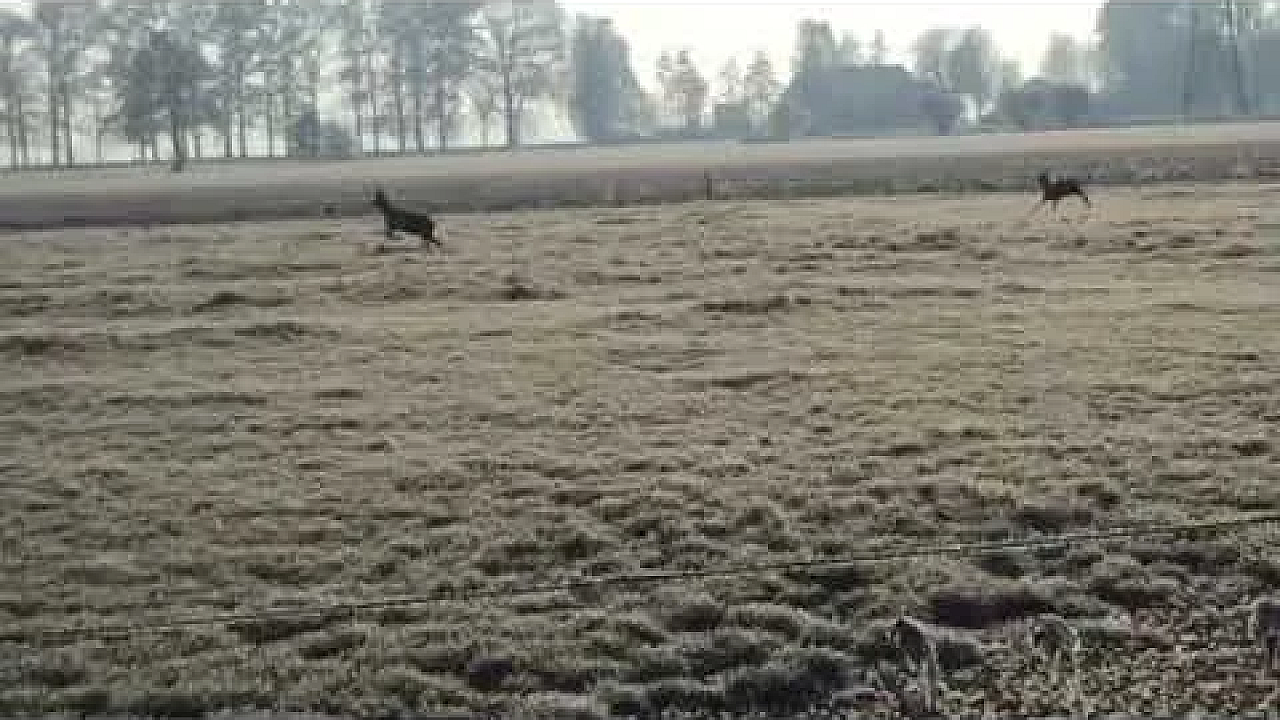 Roe Deer In The Netherlands