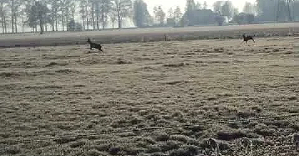 Roe Deer In The Netherlands