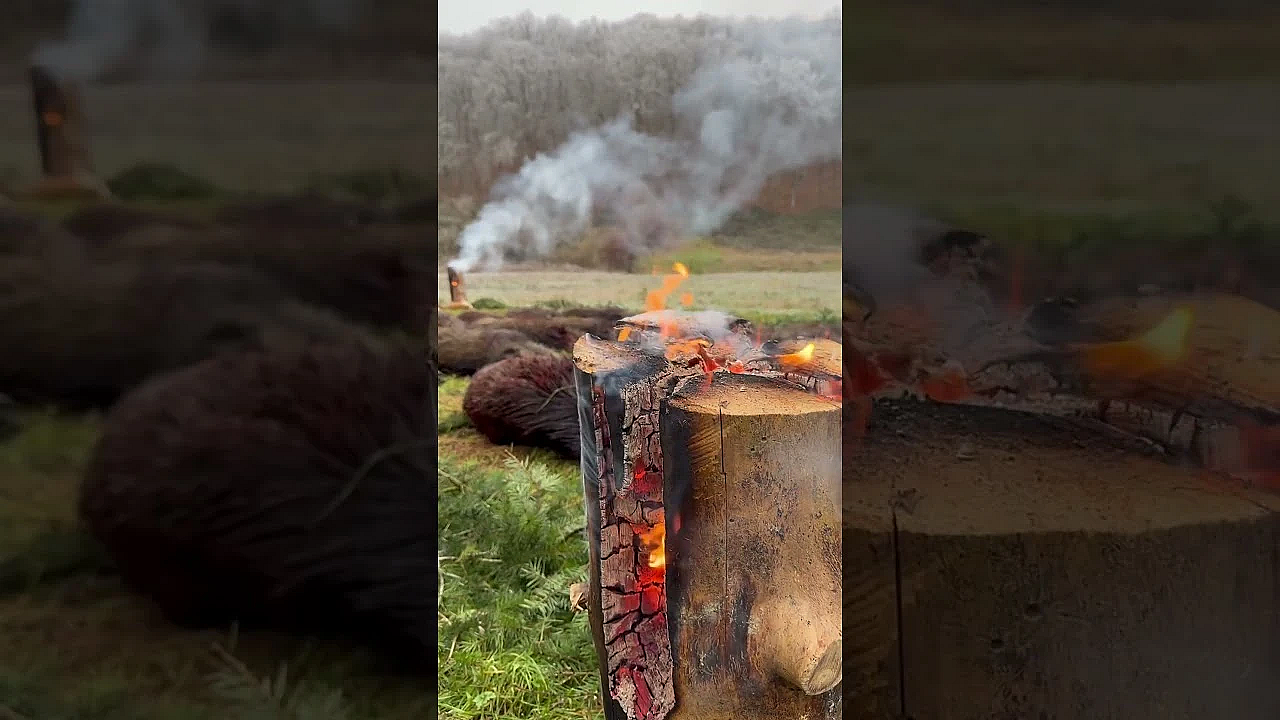 About Last Weekend #hunting #wildlife #drivenhunt