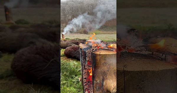 About Last Weekend #hunting #wildlife #drivenhunt