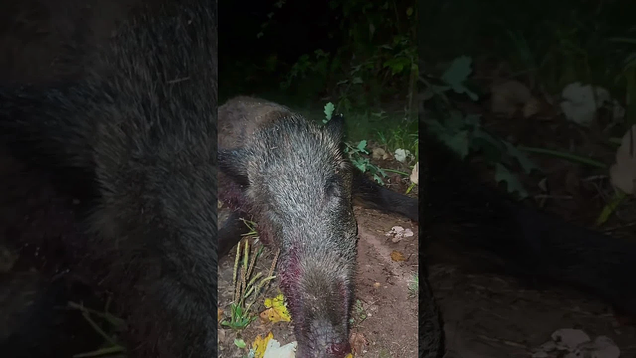 Wild Boar Hunt Is On #wildboar #boar