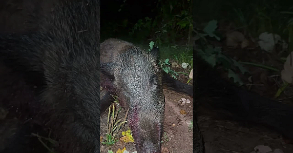 Wild Boar Hunt Is On #wildboar #boar