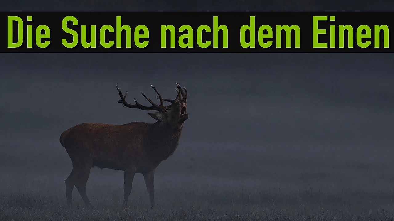 Jagd auf den Brunfthirsch in Mecklenburg-Vorpommern