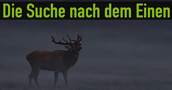 Jagd auf den Brunfthirsch in Mecklenburg-Vorpommern