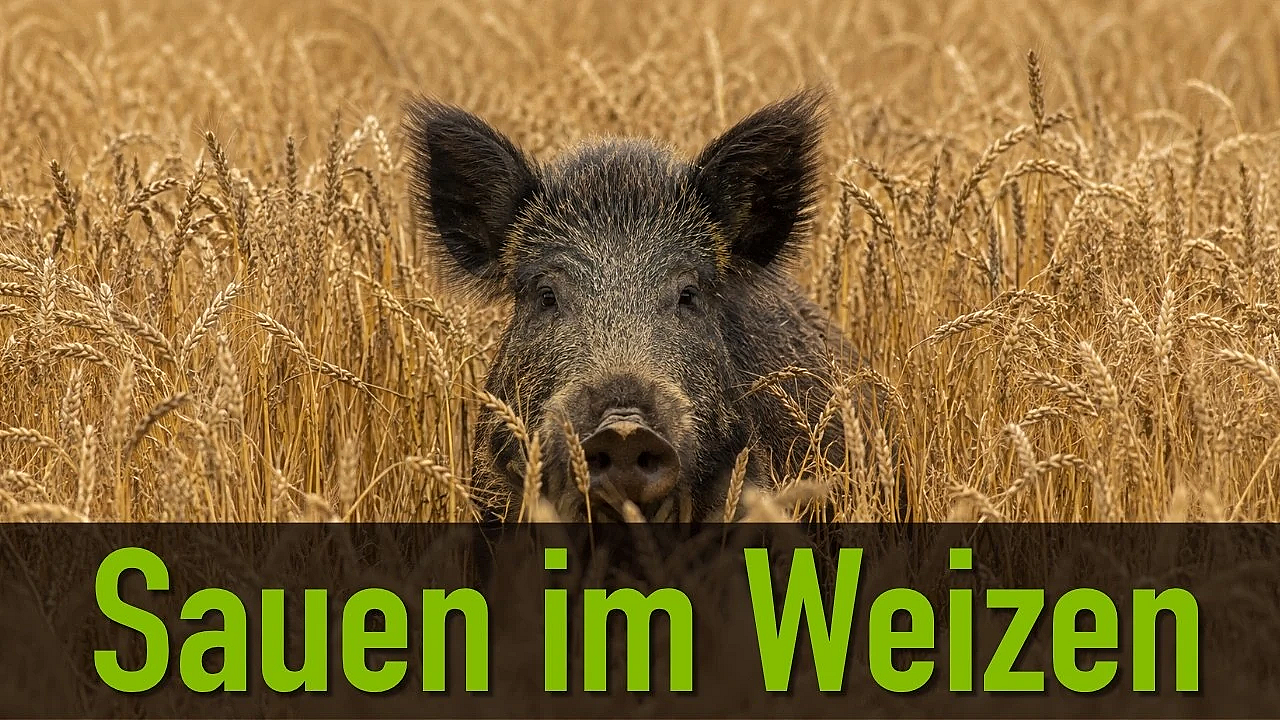 Sauen im Weizen - ein Berufsjäger zeigt wie er jagt