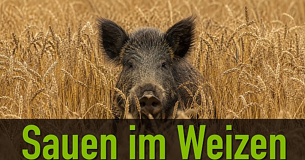 Sauen im Weizen - ein Berufsjäger zeigt wie er jagt