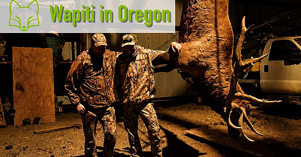 Ist das der stärkste Wapiti ever? Oregon Teil 2