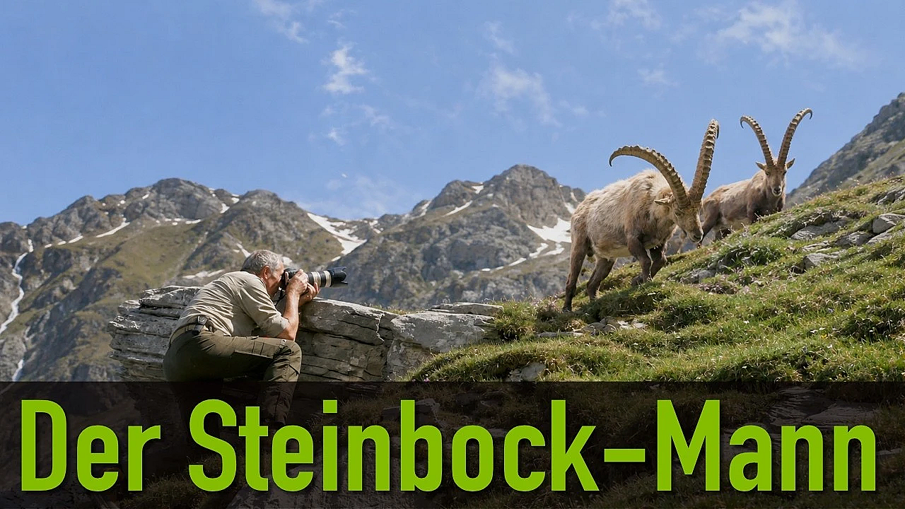 Der Steinbockmann - Fotojagd auf den König der Alpen