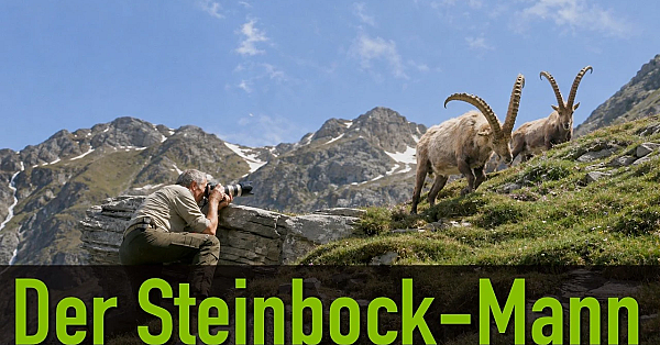 Der Steinbockmann - Fotojagd auf den König der Alpen