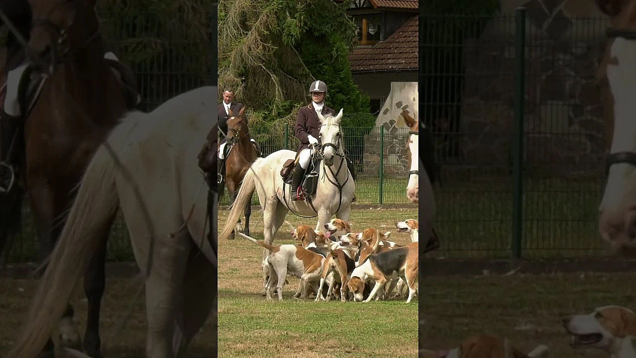 Die Wahrheit über die Schleppjagd #hunting #animals #horseriding