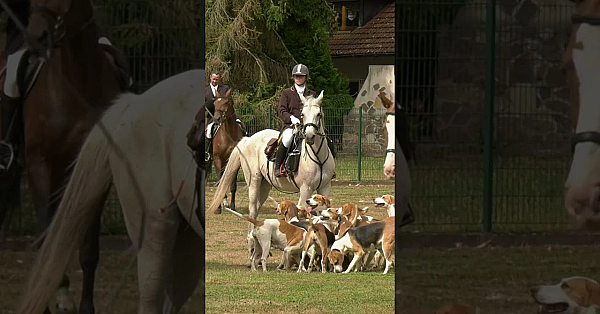 Die Wahrheit über die Schleppjagd #hunting #animals #horseriding