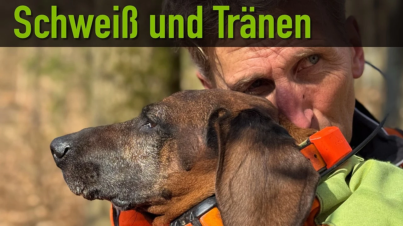 Auf der Fährte auf 11 Pfoten - Nachsuche mit BGS und Terrier