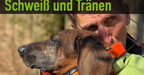 Auf der Fährte auf 11 Pfoten - Nachsuche mit BGS und Terrier