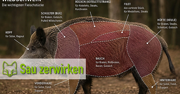 Sau Zerwirken Teil1