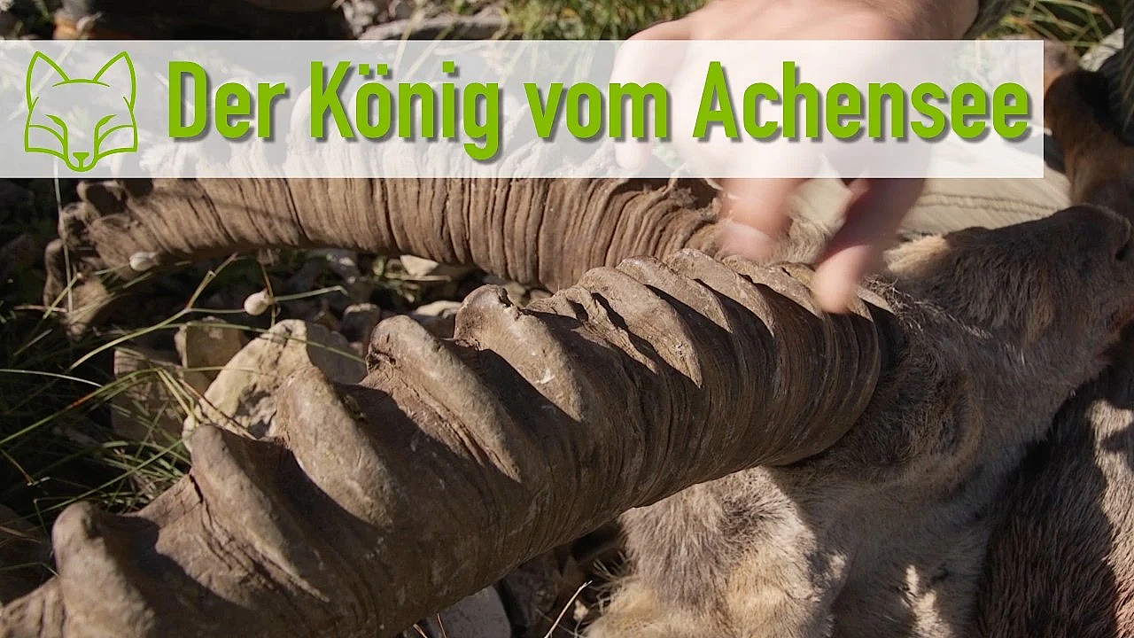 Der Steinbock vom Achensee