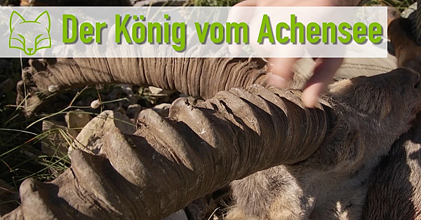 Der Steinbock vom Achensee