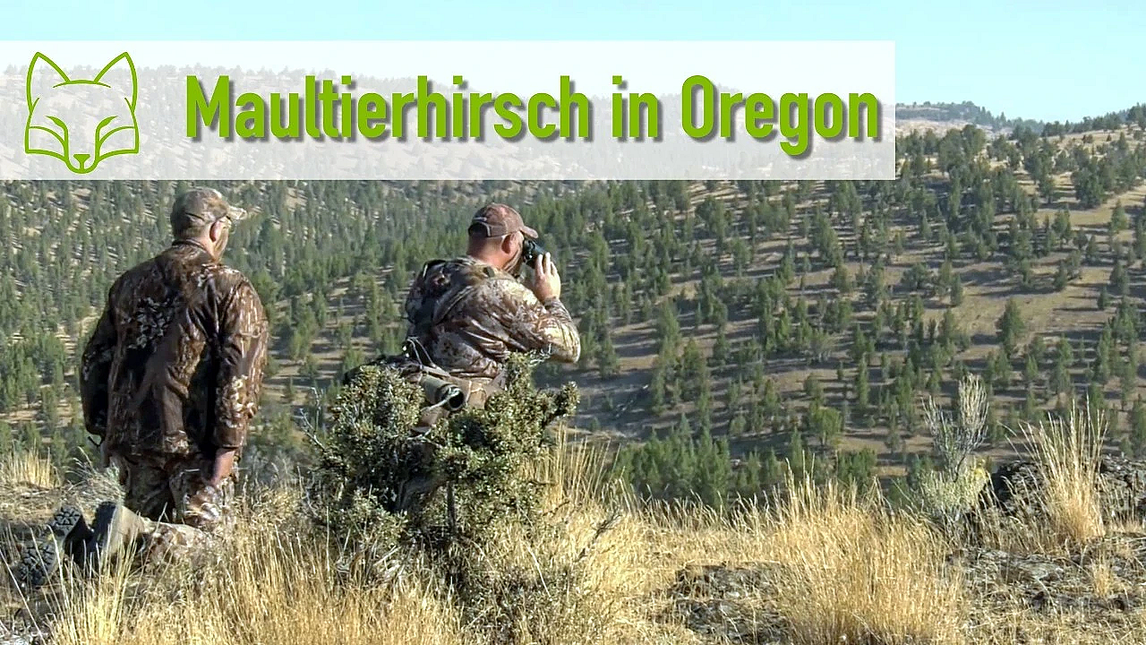 Auf Maultier Hirsch in Oregon