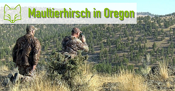 Auf Maultier Hirsch in Oregon