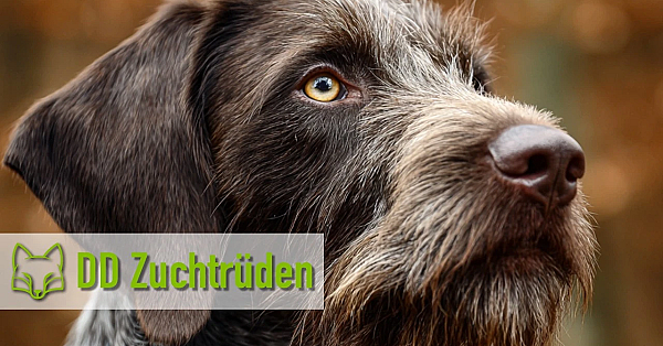 Deutsch Drahthaar Zuchtrüden Vorstellung in Redefin