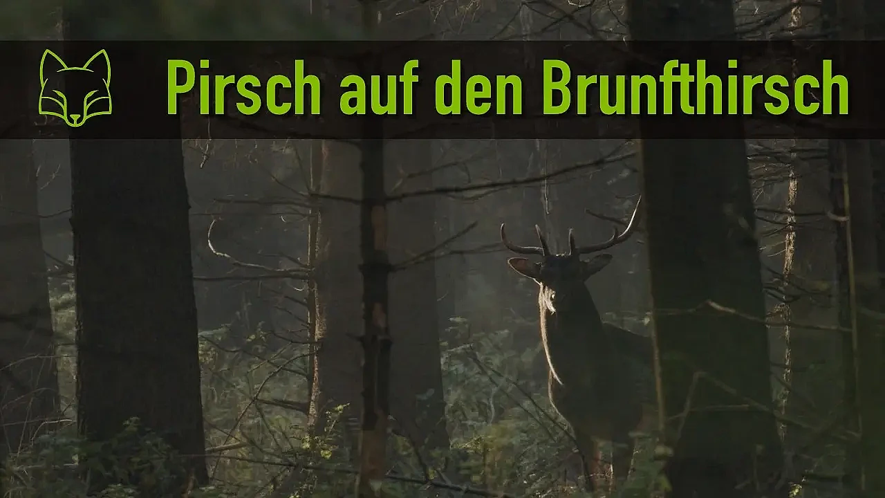 Pirsch auf Damschaufler und Gänsejagd