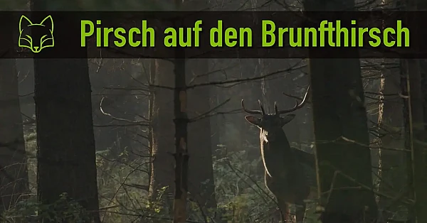 Pirsch auf Damschaufler und Gänsejagd