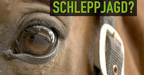 Die Wahrheit über die Schleppjagd