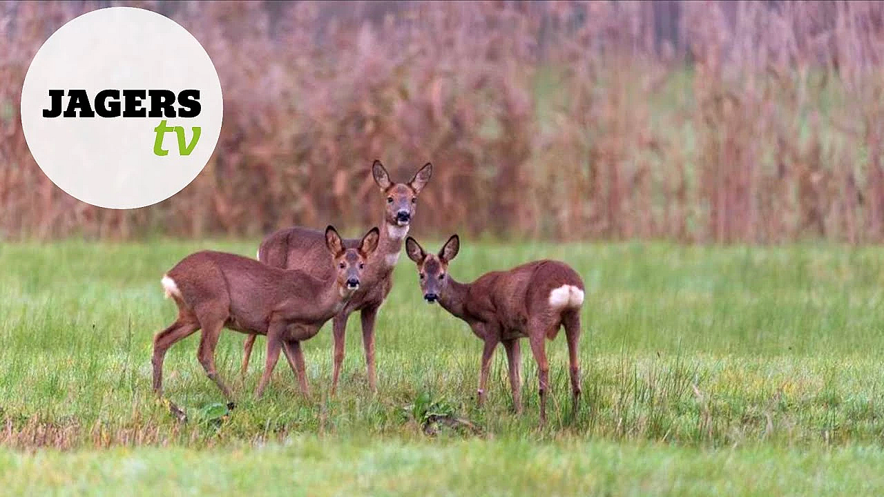 Afl. 15 Jagerstv - Vrouwelijk Reewild En Onderhoud Kogelbuks