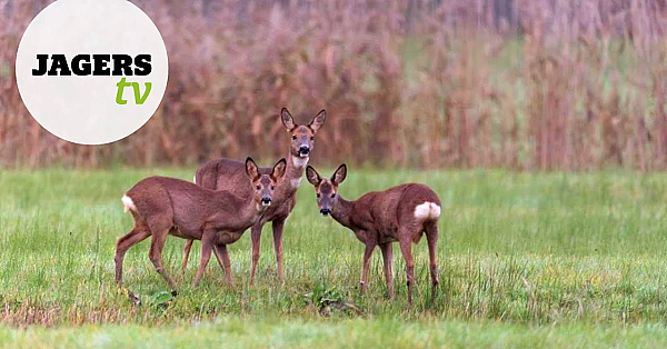 Afl. 15 Jagerstv - Vrouwelijk Reewild En Onderhoud Kogelbuks
