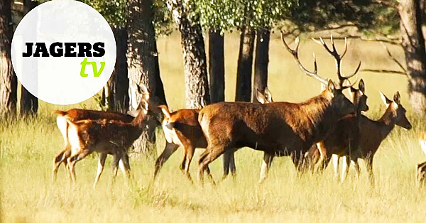 Jagerstv Afl. 12 - Slachten Met Herman Ter Weele (hert) En De Hertenjacht